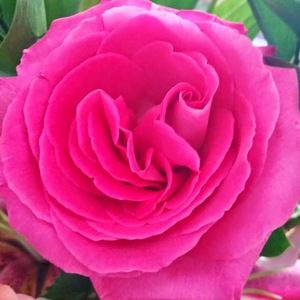 Meet your Posher, Kelly